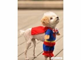 super man doggie 1