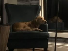 cute dog replacement is Bored