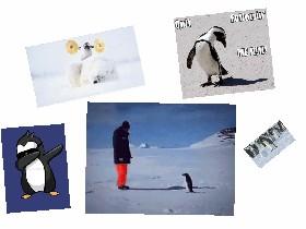 penguin days