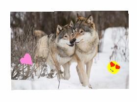 am a wolf lover