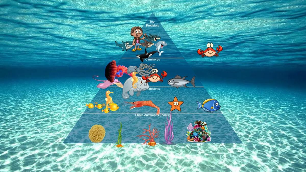 Ocean Ecological Pyramid - SAMPLE