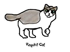 Ragdoll Breed Cat Art