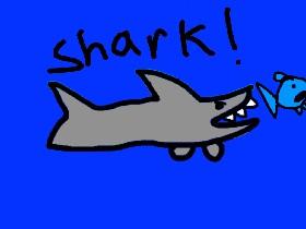 Shark!