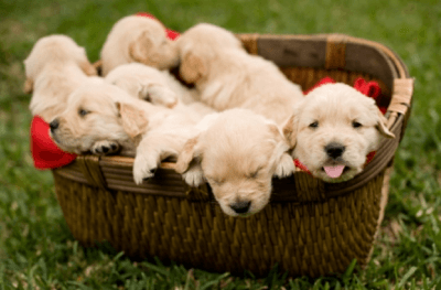 cute puppys