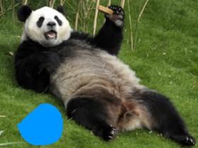 to panda dood