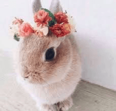 Decorate the bunny