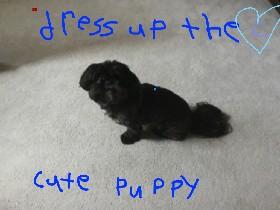 dress up the cute puppy 1