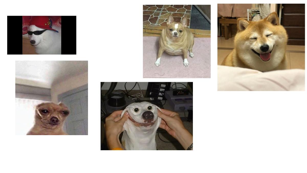 cursed dogs