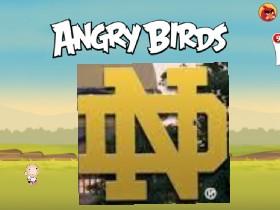 Anger birds
