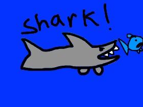Shark! 5