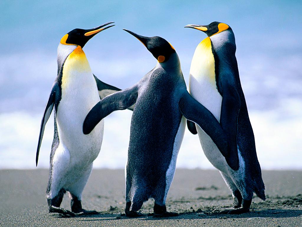 Penguin Fight