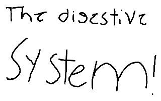The Digestive System