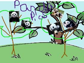 #pandapics