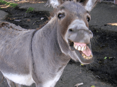Kaleido by donkey
