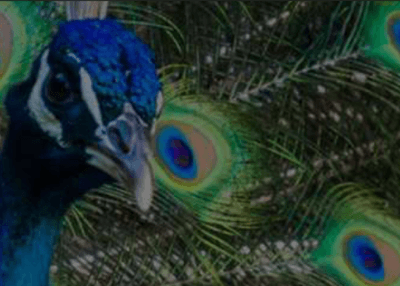 Peacock Clicker