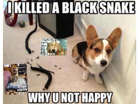funny dog memes!