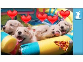 Puppy Pizza Party