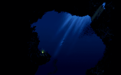 Fish Chase Into Darkness