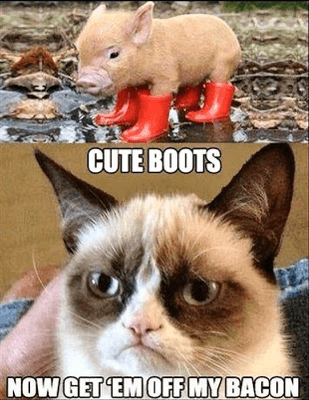 the best cat memes