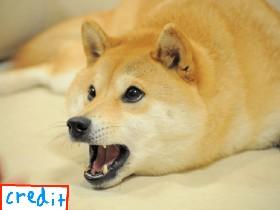 Meet the Doge! Dogerine: World’s Most Famous Doge Meme