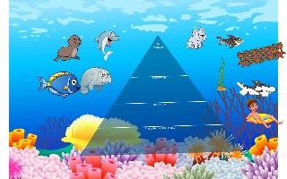 Ecological Pyramid: oceans