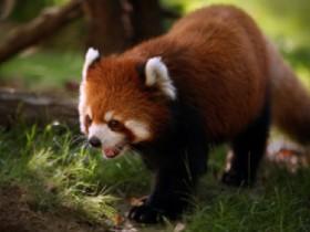 awwwww red panda