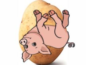 Potato Da Pig
