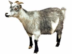pictures of cute goats