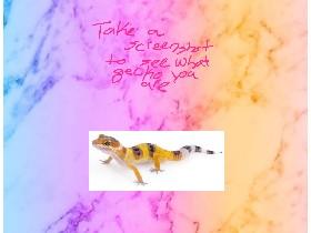 What type of gecko are you