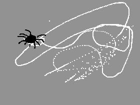 spider web draw
