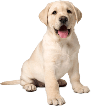 THE CALL FOR THE DOGGY LOVERS