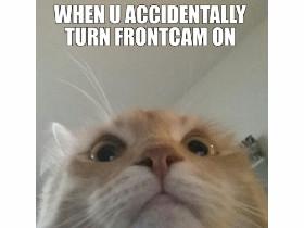 Funny cats!!! 1