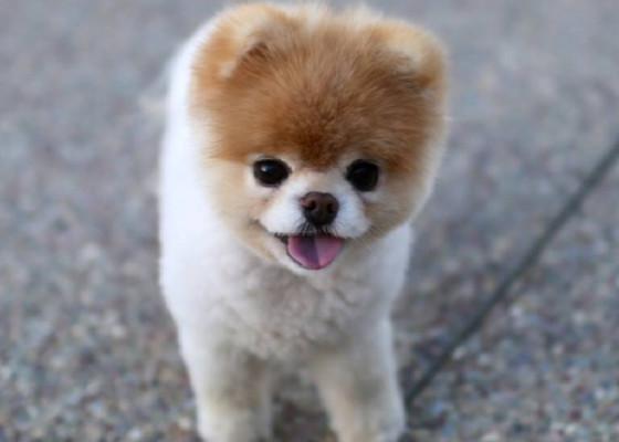 Boo the cutest dog in the world draw     (͡◕ ͜ʖ ͡◕)