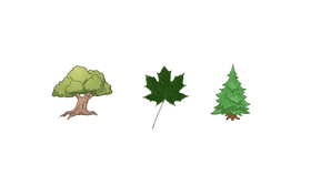 Types of Trees - TEMPLATE