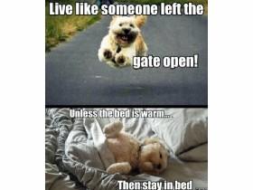 Cute dog memes 🐶