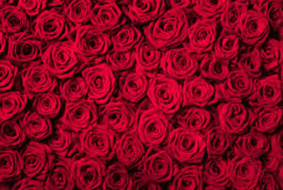 Roses 1