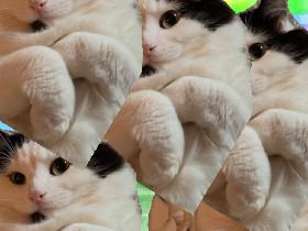 Famous Internet Cat Art 1