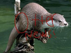 Otter news