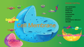 Animal Cell Structure slide