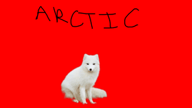 Arctic fox time