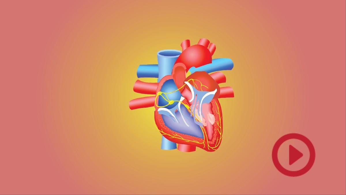 Heart Quiz - TEMPLATE