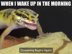 best reptile memes
