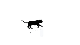 Cat run animation