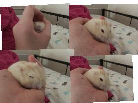 my hamster