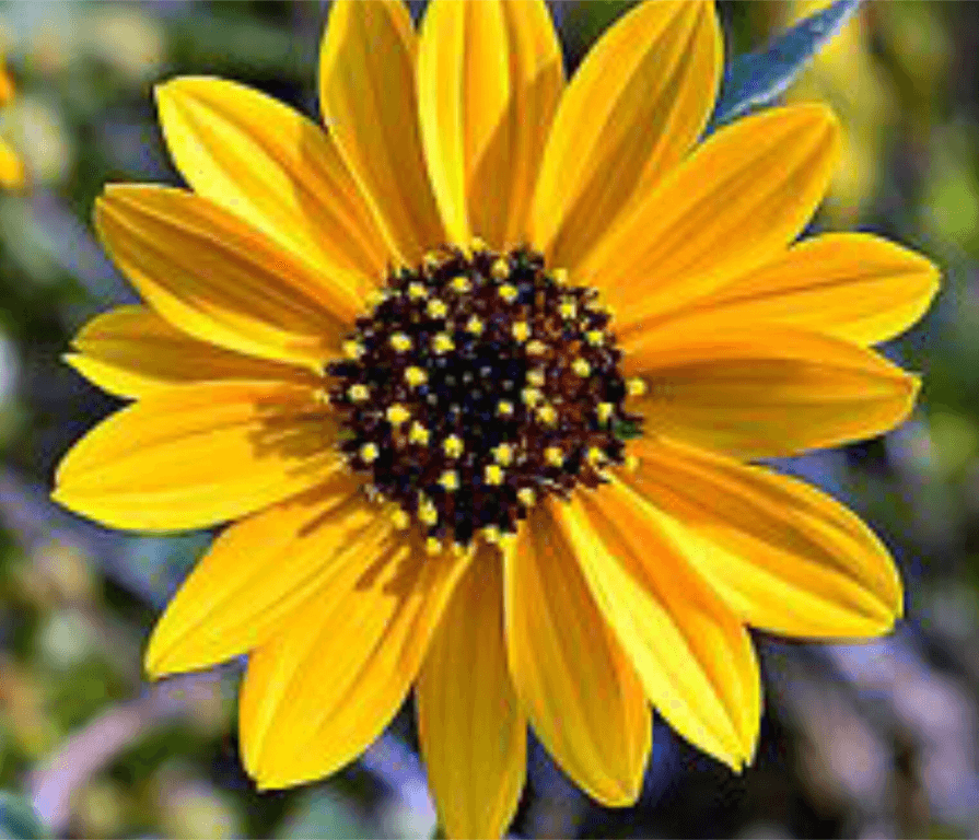 sunflower song