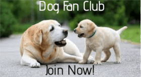 Dog Fan Club: How to Join | About the things