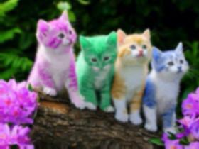 ADORABLE CATS!!!