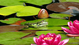 Relaxing frog croack sounds