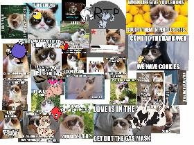 grumpy cats memes
