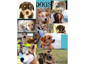 Dogs Pic Collage